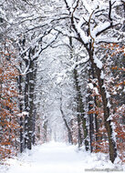 Postcard set Winter - 21 postcards with winter motif (no. 046)
