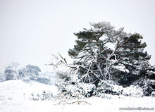 Postcard set winter - 15 postcards with a winter motif (no. 045)
