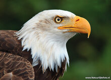 Owl / Raptor postcard - set with 11 raptor postcards (set nr. 43)