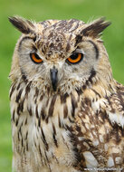 Owl / Raptor postcard - set with 11 raptor postcards (set nr. 43)