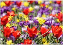Flower postcards set - 14 postcards with flower motif (set no. 44)