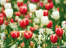 Flower postcards set - 14 postcards with flower motif (set no. 44)