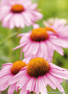 Flower postcards set - 14 postcards with flower motif (set no. 44)