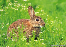 Animal postcards - set with 24 animal motive (nr. 42)