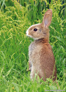 Wildlife postcards - set with 11 postcards with wildlife motif (no. 115)