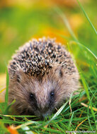 Wildlife postcards - 11 postcards with wildlife motif (no. 116) Wildlife postcards - 11 postcards with wildlife motif (no. 116)