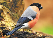 Bird postcards - 12 postcards with birds motif (no. 060)