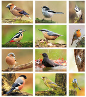 Bird postcards - 12 postcards with birds motif (no. 060)