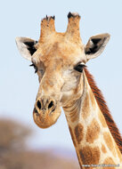 Postcard set African animals - 15 postcards with African animal motif (no. 058)