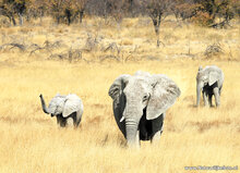 Postcard set African animals - 15 postcards with African animal motif (no. 058)