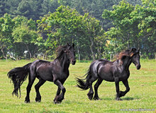 Postcard set horses - 7 postcards with horse motif (no. 055)