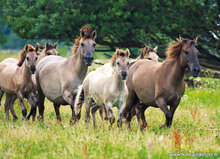 Postcard set horses - 7 postcards with horse motif (no. 055)