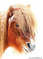 Postcard set horses - 7 postcards with horse motif (no. 055)