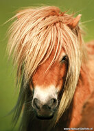 Postcard set horses - 7 postcards with horse motif (no. 055)