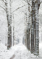 Postcard set winter - 11 postcards with winter motif (no. 117)