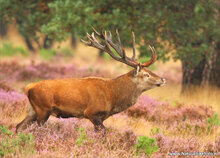 Set Nature postcards - set with nature motif 9 postcards (no. 0124) Set Nature postcards - set with nature motif 9 postcards (no. 0124)