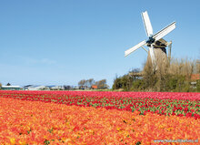 mill postcards