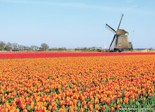 mill postcards