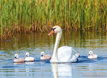 Bird postcards - set with 9 postcards with waterbird motif (no. 106)