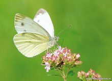 Butterfly postcards set - 9 postcards with butterfly motif (no. 097)