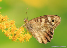 Butterfly postcards set - 9 postcards with butterfly motif (no. 097)