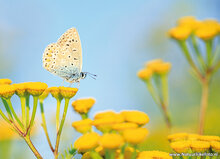 Butterfly postcards set - 9 postcards with butterfly motif (no. 097)