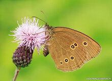 Butterfly postcards set - 9 postcards with butterfly motif (no. 097)