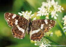 Butterfly postcards set - 9 postcards with butterfly motif (no. 097)