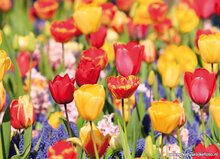 Postcard set spring - 9 postcards with spring motif (no. 103)