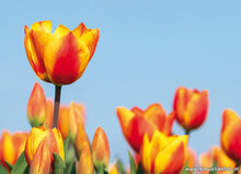 Postcard set spring - 9 postcards with spring motif (no. 103)