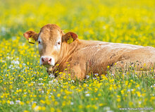 Animal postcards set - 11 postcards with farm animal motif (no. 102)