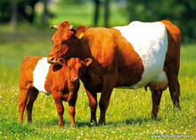 Animal postcards set - 11 postcards with farm animal motif (no. 102)