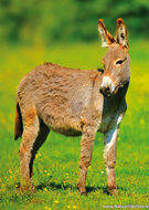 Animal postcards set - 11 postcards with farm animal motif (no. 102)