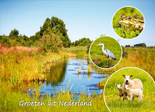 Dutch postcards - set with 9 groeten uit Nederland postcards (no. 100) Dutch postcards - set with 9 groeten uit Nederland postcards (no. 100)