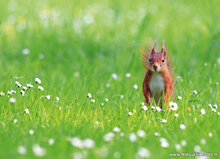 Postcard set squirrels - 7 postcards with squirrel motif (no. 079) Postcard set squirrels - 7 postcards with squirrel motif (no. 079)