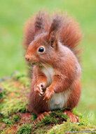 Postcard set squirrels - 7 postcards with squirrel motif (no. 079) Postcard set squirrels - 7 postcards with squirrel motif (no. 079)