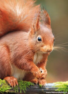 Postcard set squirrels - 7 postcards with squirrel motif (no. 079) Postcard set squirrels - 7 postcards with squirrel motif (no. 079)