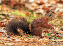 Postcard set squirrels - 7 postcards with squirrel motif (no. 079) Postcard set squirrels - 7 postcards with squirrel motif (no. 079)