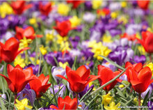 Postcard set spring - 11 postcards with spring motif (no. 082)