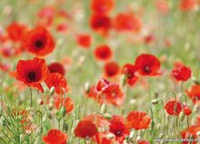 Flower postcards set - 7 postcards with flower motif (no. 083)