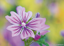 Flower postcards set - 7 postcards with flower motif (no. 083)