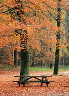Postcard set Autumn - 11 postcards with Autumn motif (no. 084)