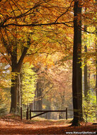 Postcard set Autumn - 11 postcards with Autumn motif (no. 084)