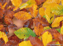 Postcard set Autumn - 11 postcards with Autumn motif (no. 084)