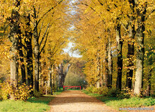 Postcard set Autumn - 11 postcards with Autumn motif (no. 084)