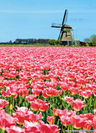 Postcard set mills - 15 postcards with mill motif (no. 063)