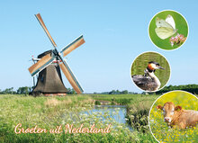 Typical Dutch postcards - set with 8 Dutch postcards (no. 77)