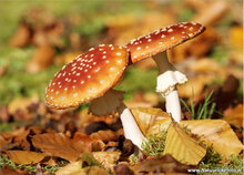 Postcard set mushrooms