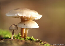 Postcard set mushrooms