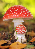 Postcard set mushrooms